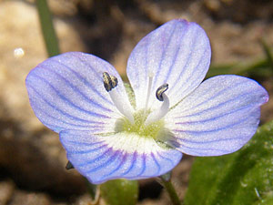 photos nature 16 charente biodiversité plante sauvage fleur bleu Véronique commune, Véronique de Perse Veronica persica Scrophulariaceae