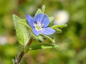 photos nature 16 charente biodiversité fleur plante sauvageVéronique à feuilles de lierre Veronica hederifolia Scrophulariaceae