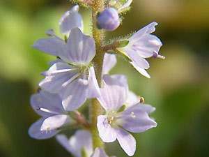 photos nature 16 charente biodiversité fleur plante sauvageVéronique officinale - Thé d'Europe - Véronique mâle Veronica officinalis Scrophulariaceae