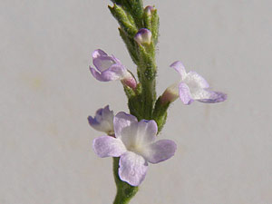 photos nature 16 charente biodiversité fleur plante sauvageVerveine officinale - Verveine sauvage Verbena officinalis Verbenaceae