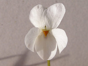 photos nature 16 charente biodiversité fleur plante sauvageViolette blanche viola alba Violaceae