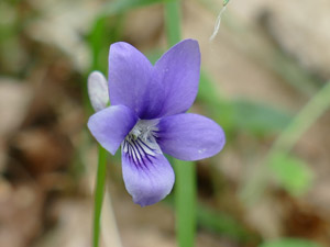 photos nature 16 charente biodiversité fleur plante sauvageViolette sauvage - Violette des bois - Violette de Reichenbach Viola silvestris - Viola reichenbachiana Violaceae