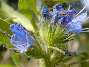 photos nature 16 charente biodiversité plante sauvage fleur bleu Vipérine commune Echium vulgare Boraginaceae